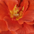 Narancssárga - Virágágyi floribunda rózsa - Diamant®